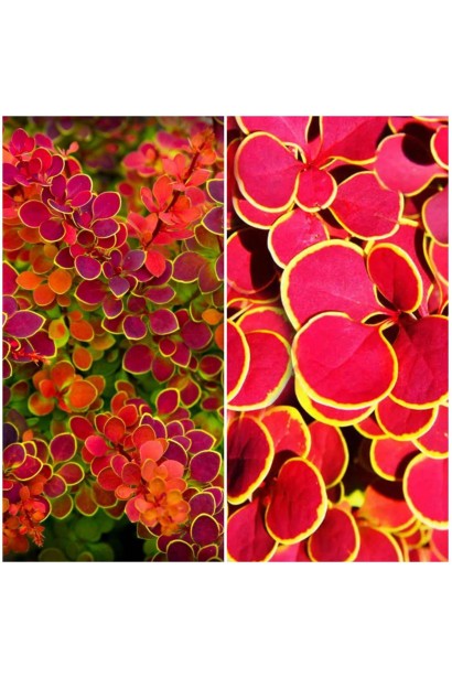 Барбарис Оранж Санрайз 